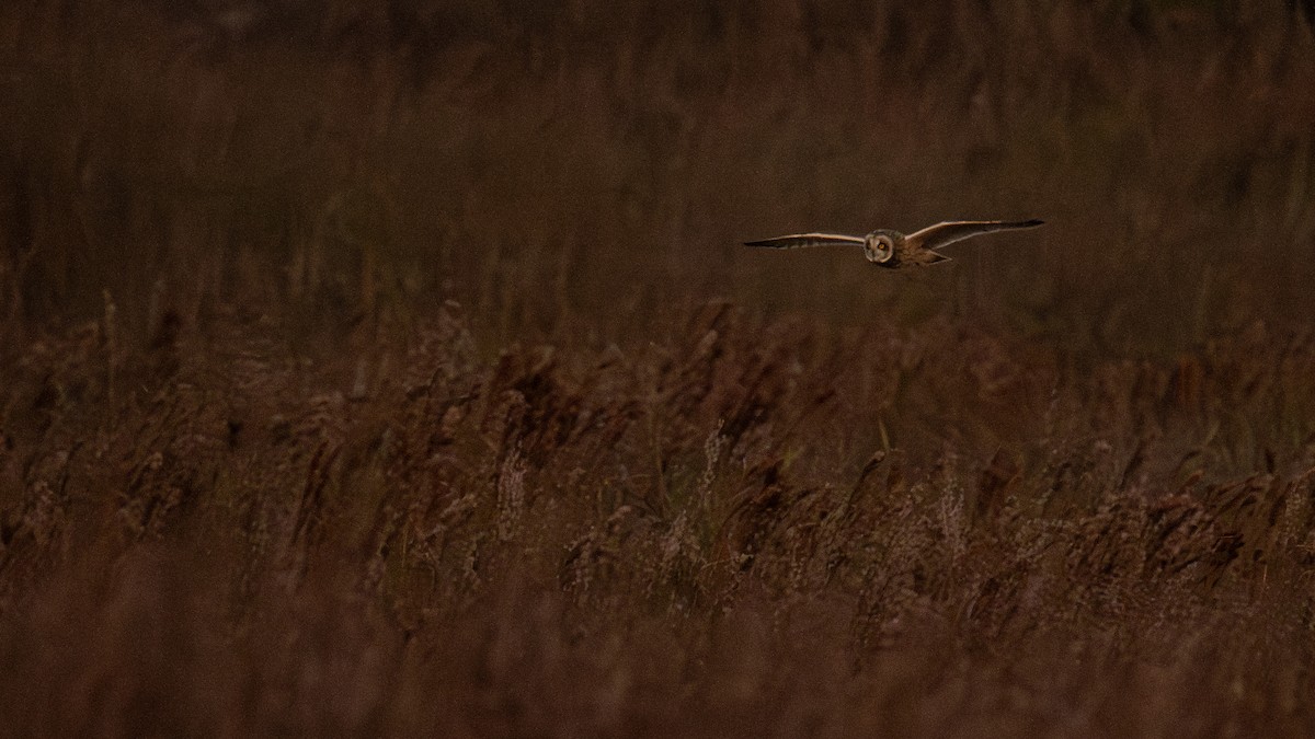 Short-eared Owl - ML647896391