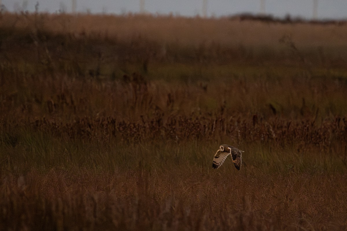 Short-eared Owl - ML647896393