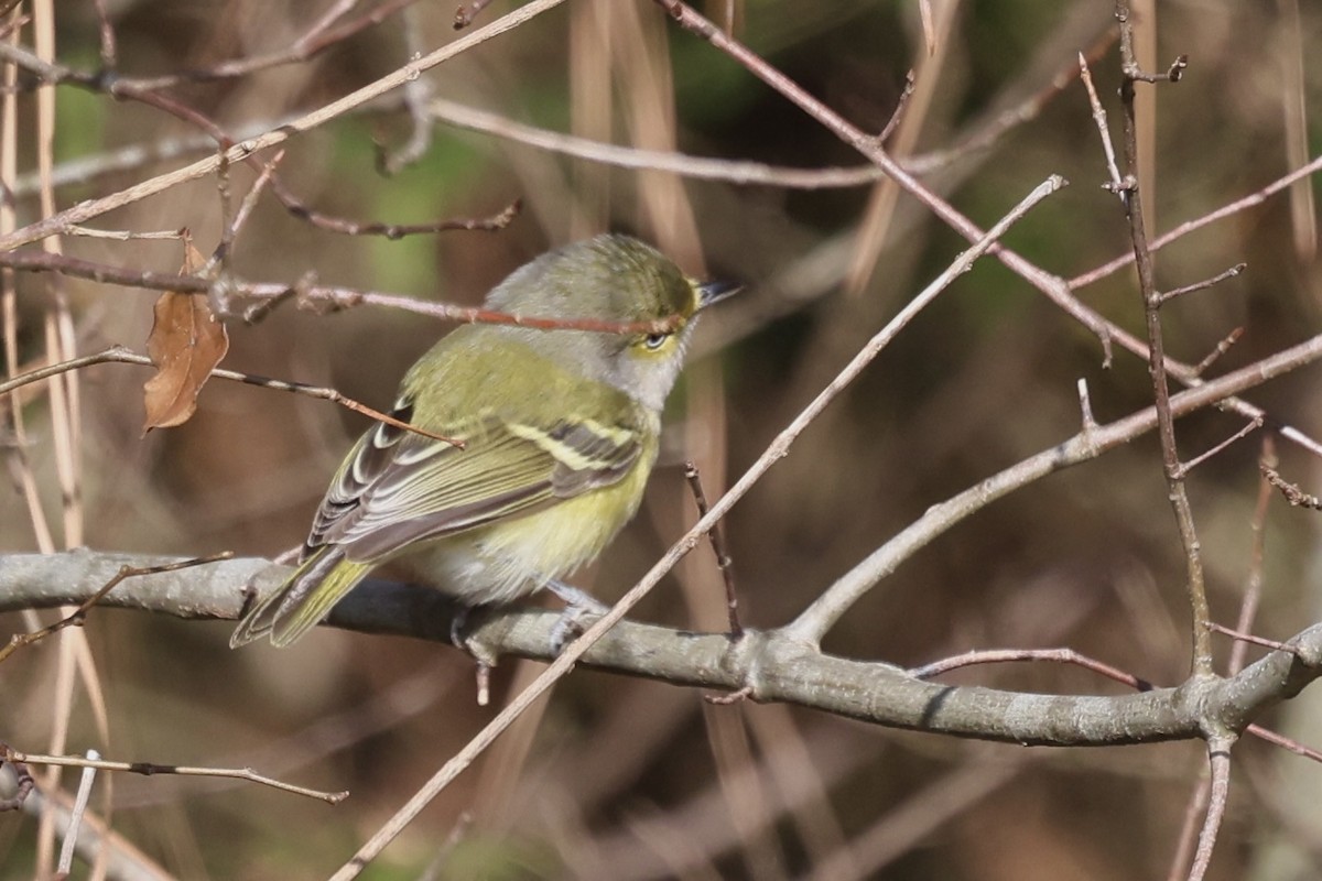 Vireo Ojiblanco - ML647896417