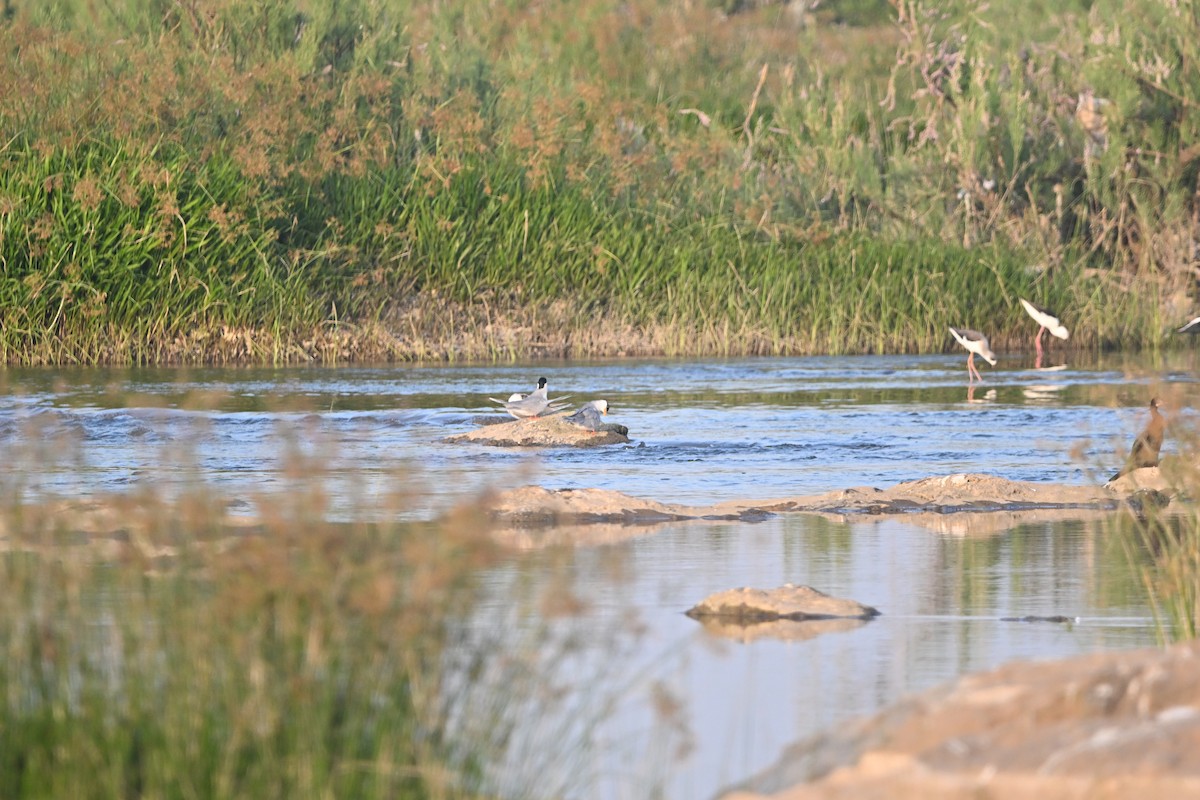 River Tern - ML647896424