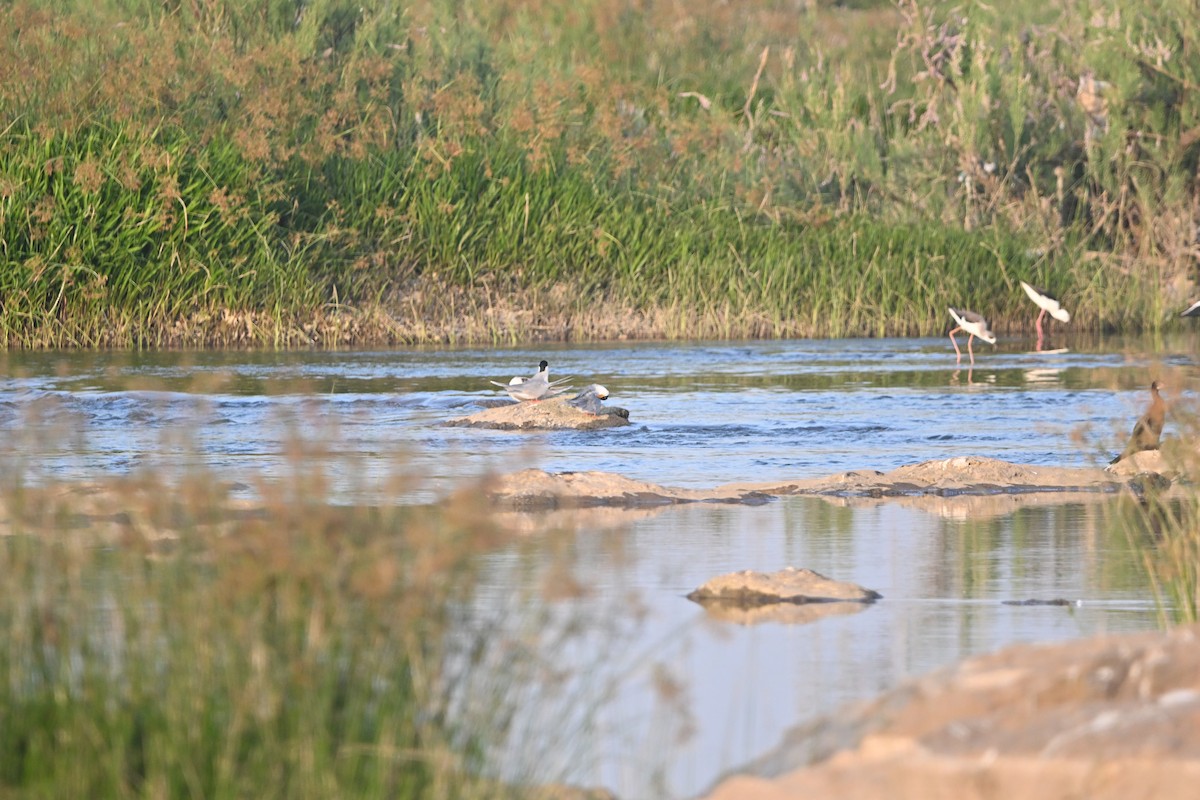River Tern - ML647896425