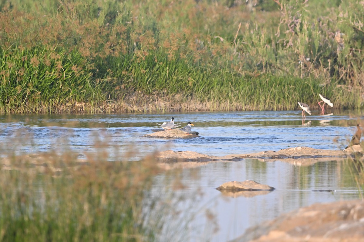 River Tern - ML647896426