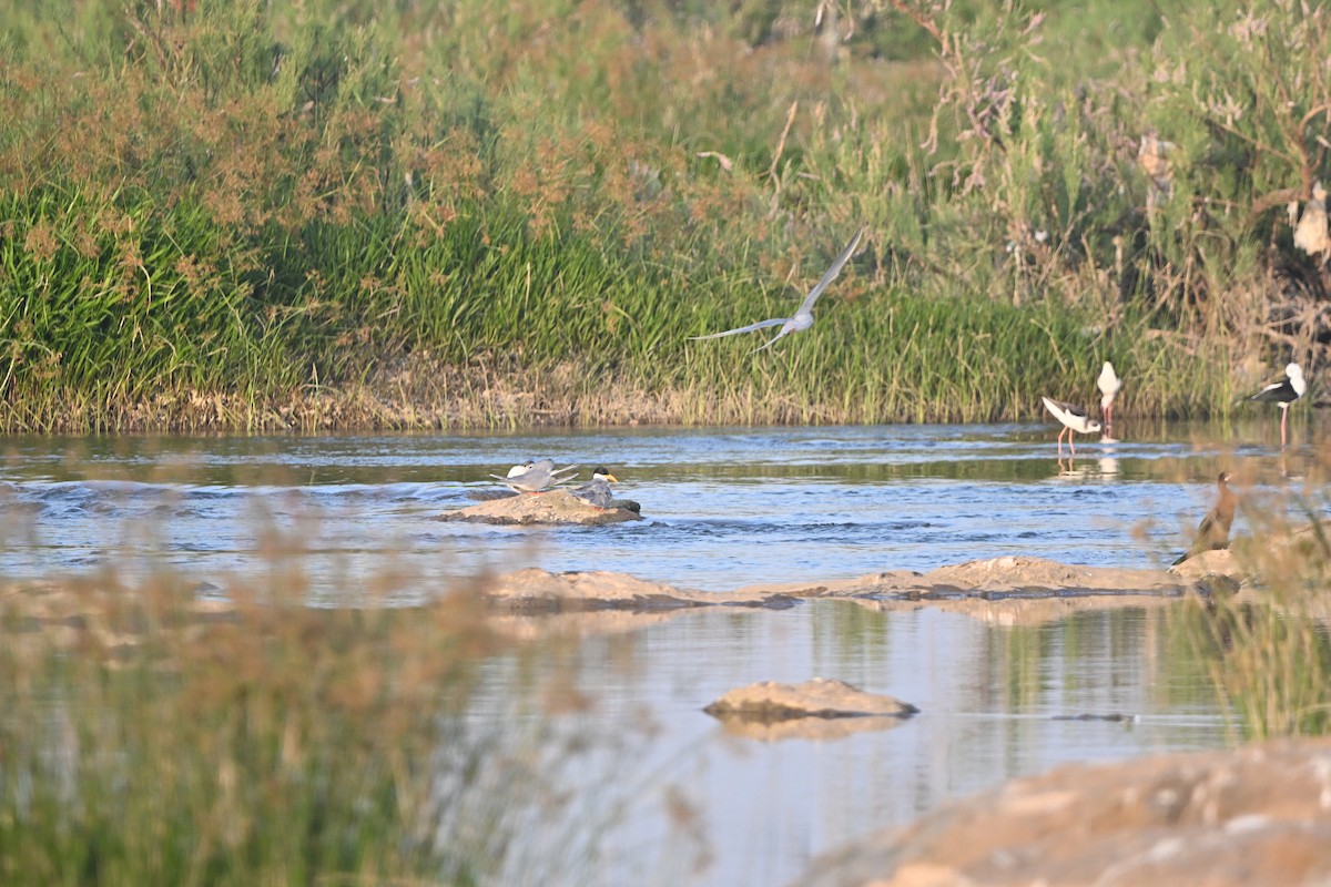 River Tern - ML647896427