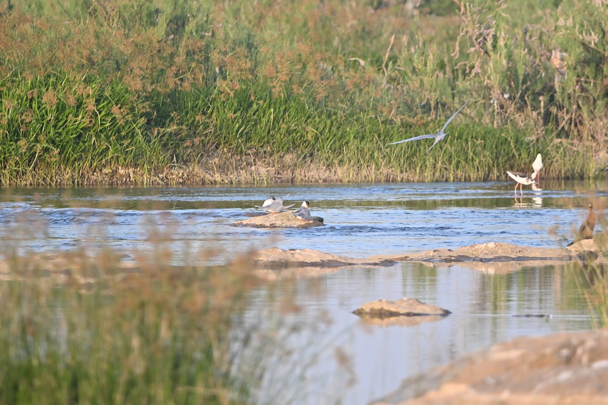 River Tern - ML647896429