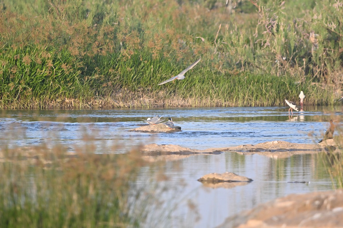 River Tern - ML647896430