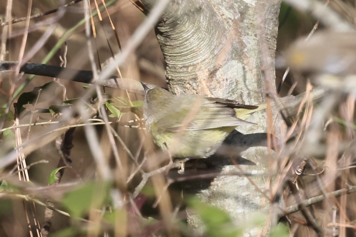 Reinita Coroninaranja - ML647896484