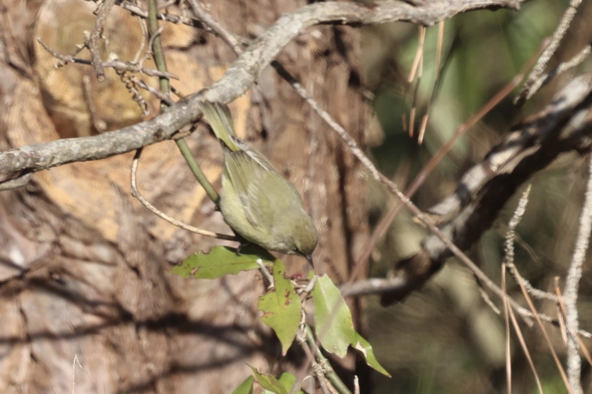 Reinita Coroninaranja - ML647896486