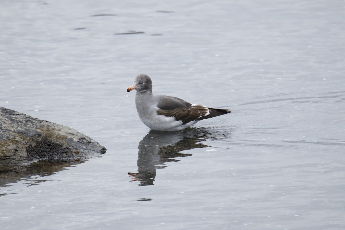 Dolphin Gull - ML647896490