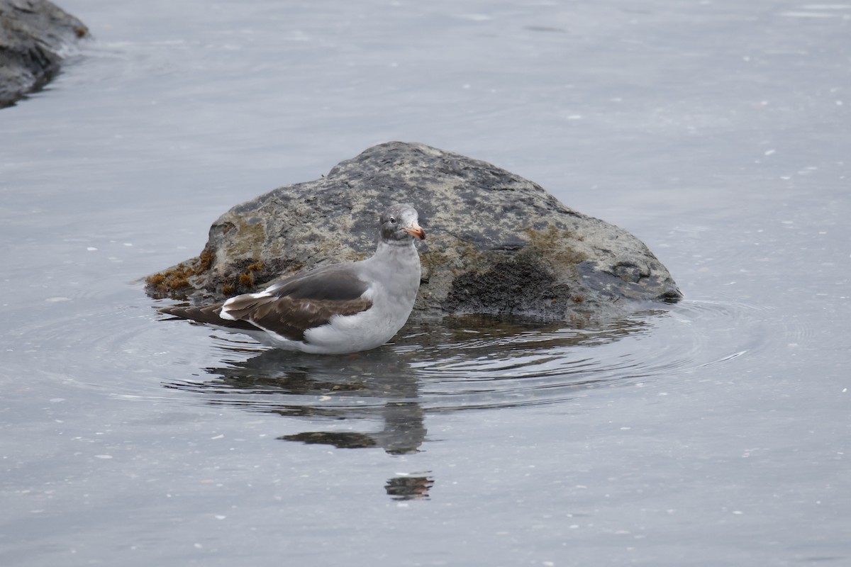 Dolphin Gull - ML647896491