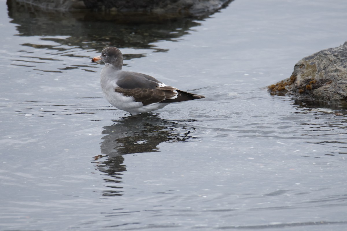 Dolphin Gull - ML647896492