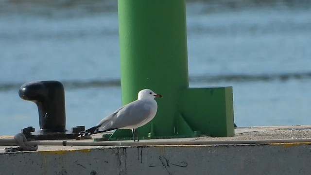 Audouin's Gull - ML647896531