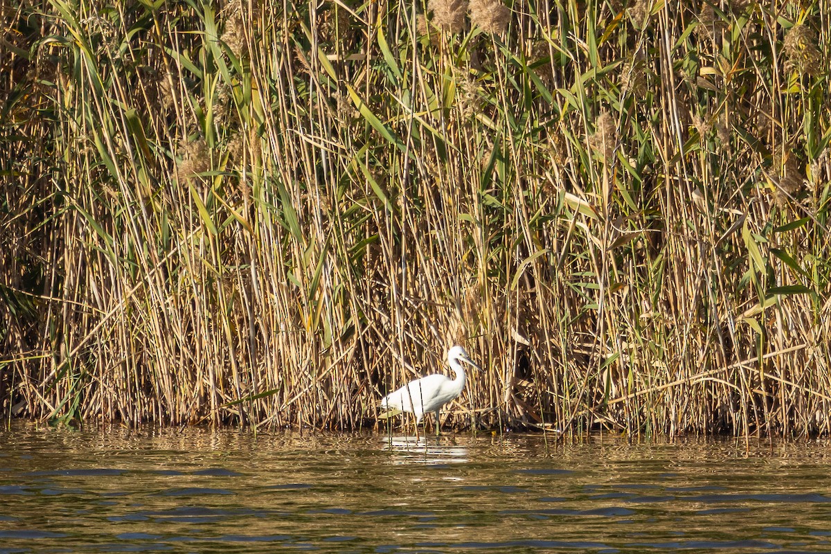 Little Egret (Western) - ML647896533
