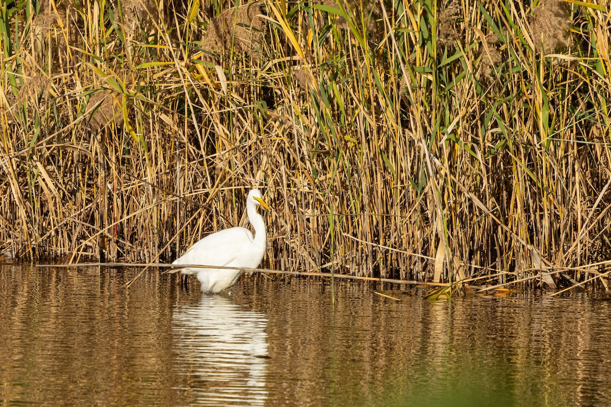 Great Egret - ML647896537