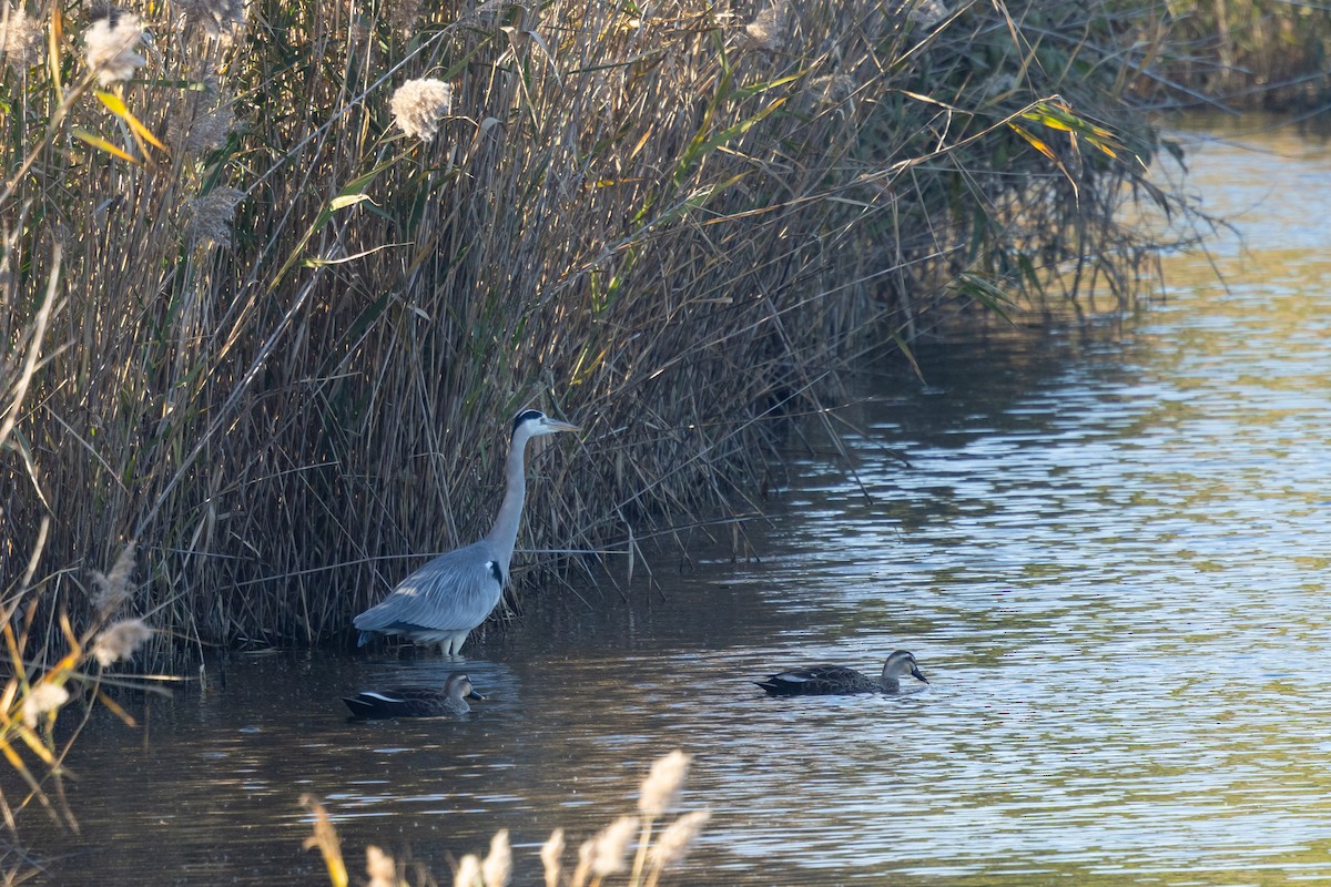 Gray Heron (Gray) - ML647896540