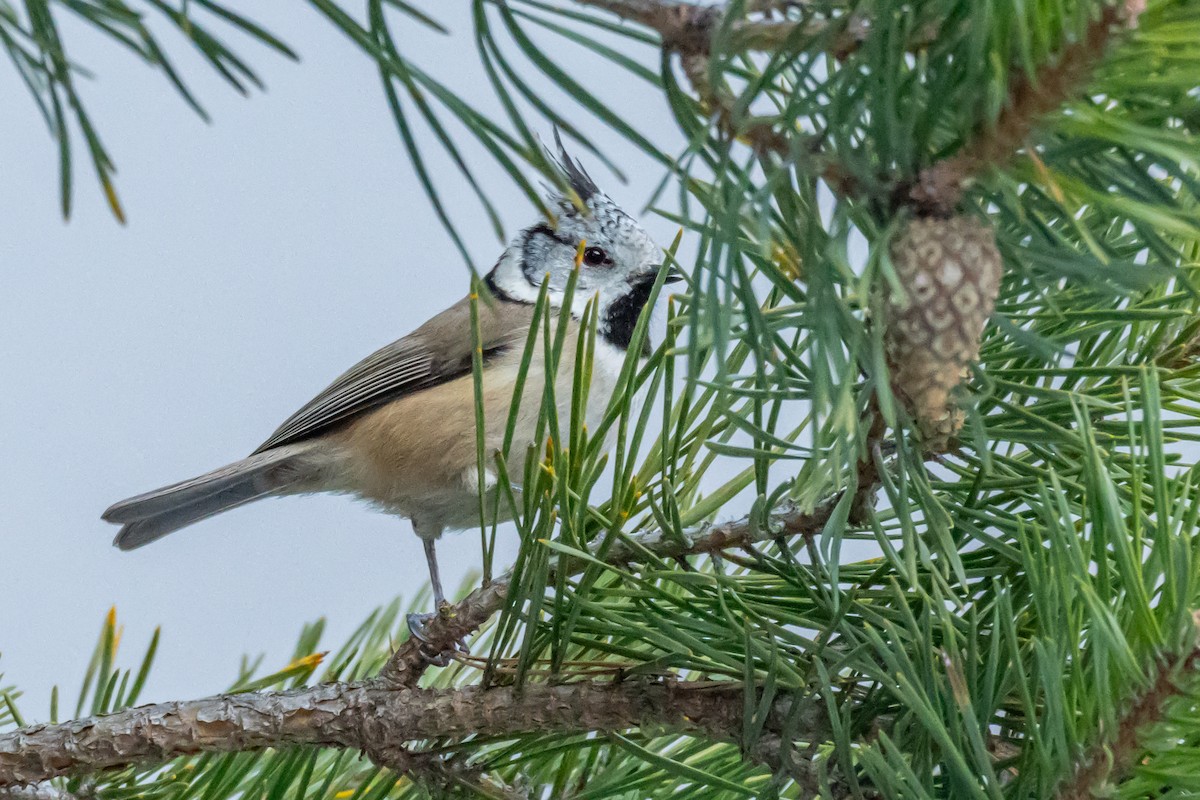 Crested Tit - ML647896556
