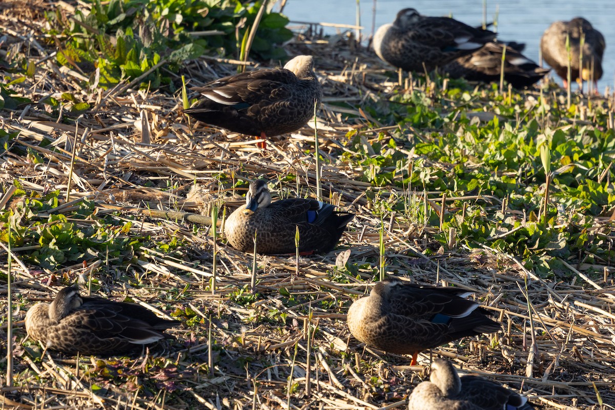 Eastern Spot-billed Duck - ML647896567