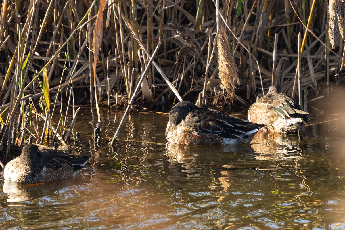 Northern Shoveler - ML647896571