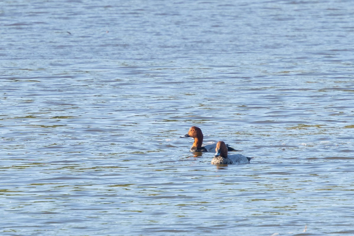 Common Pochard - ML647896574