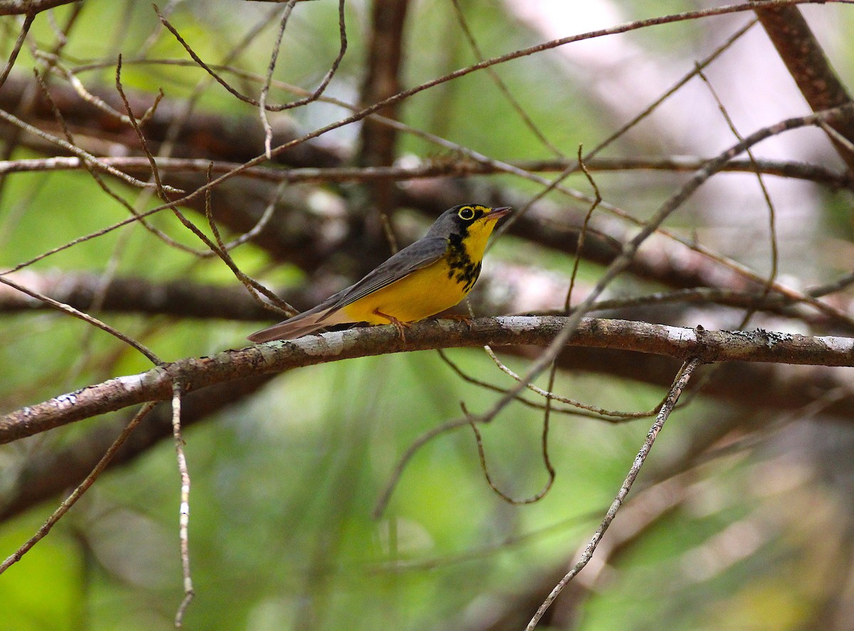 Canada Warbler - ML647896602