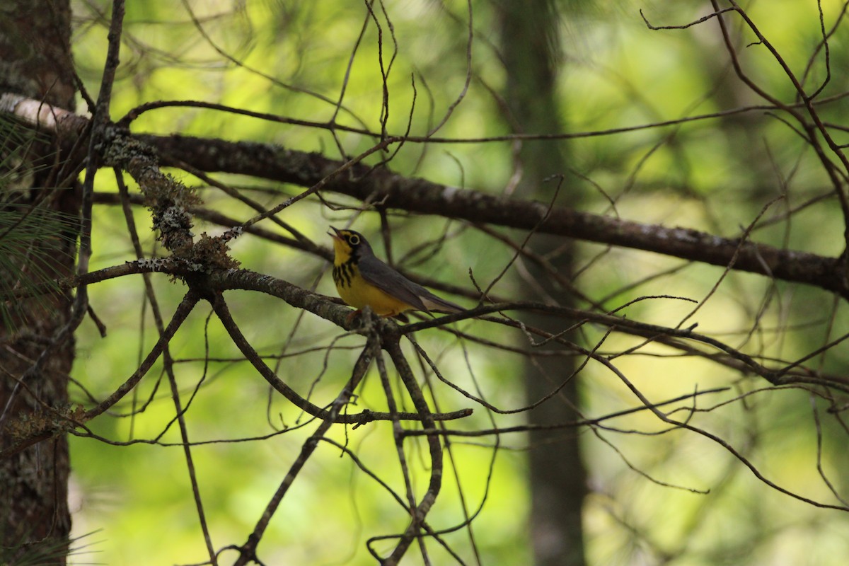 Canada Warbler - ML647896603