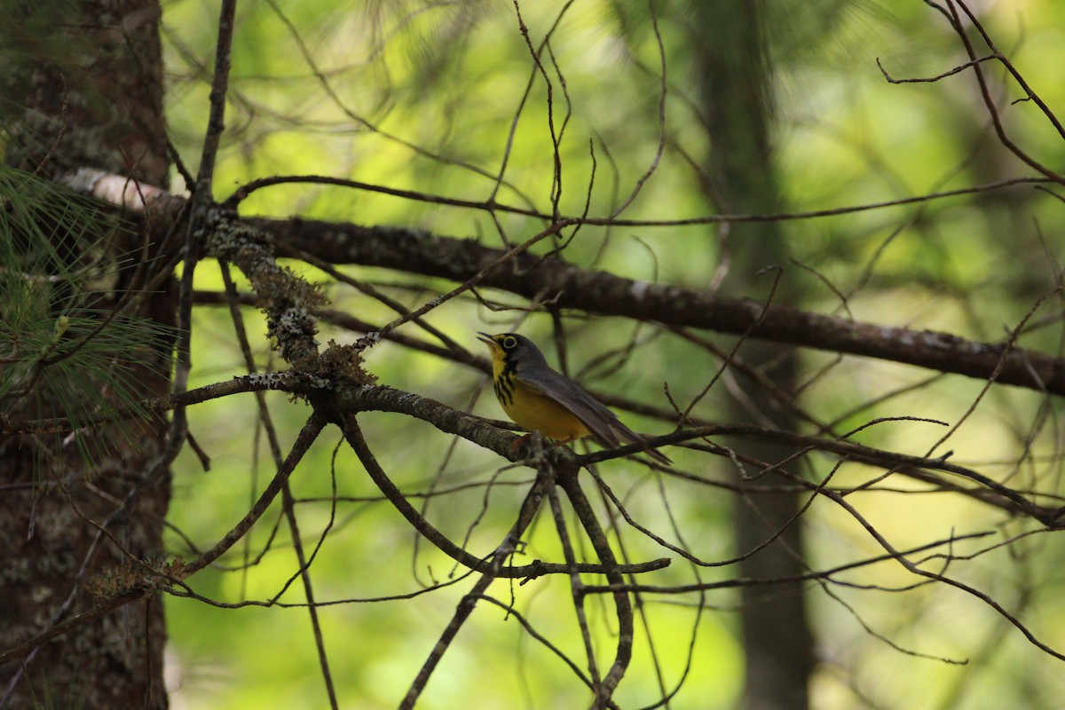 Canada Warbler - ML647896605