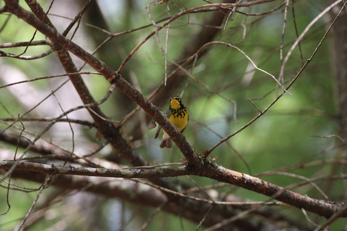 Canada Warbler - ML647896609