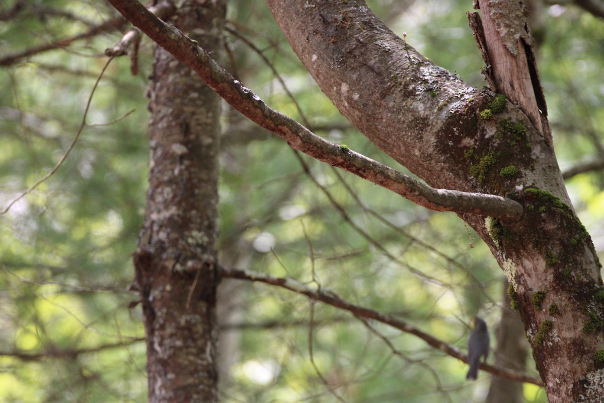 Canada Warbler - ML647896612