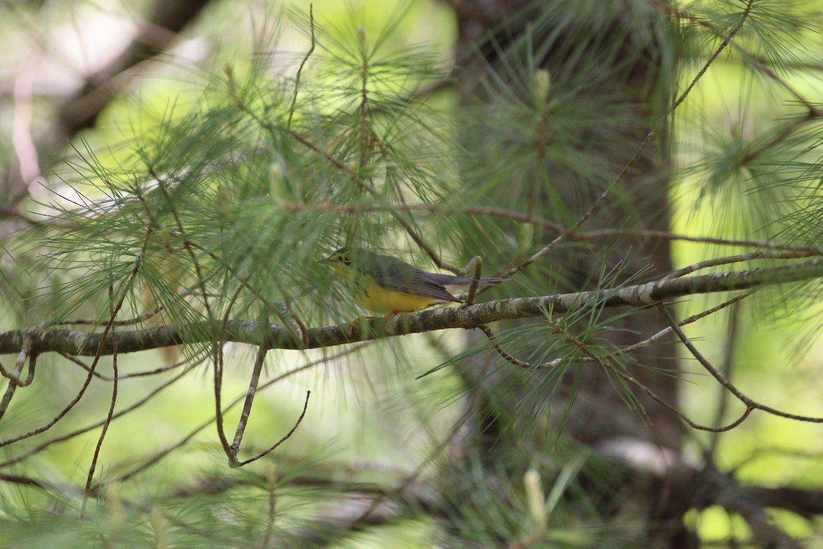 Canada Warbler - ML647896613