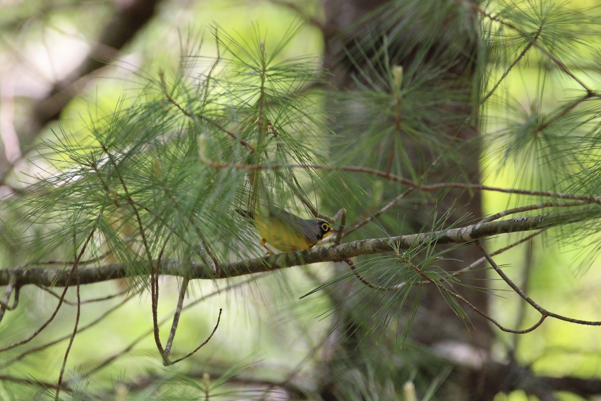 Canada Warbler - ML647896614