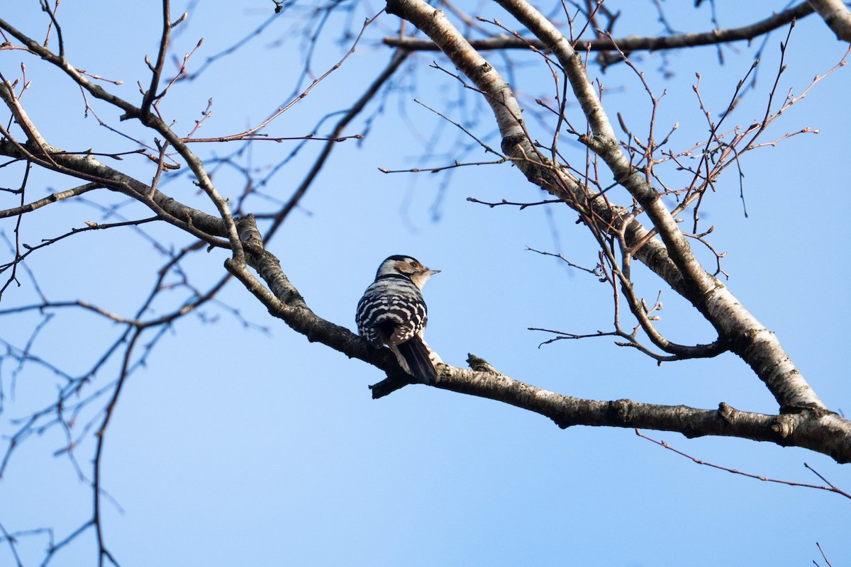 Lesser Spotted Woodpecker - ML647896617