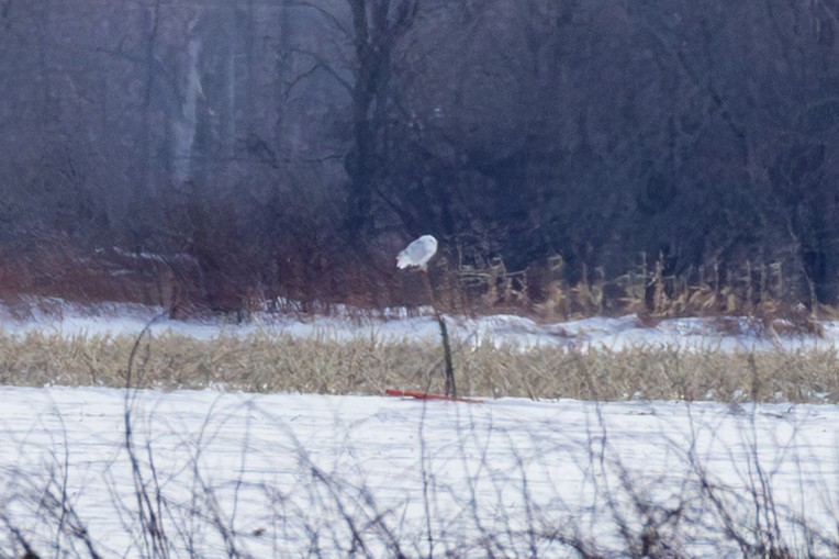 Snowy Owl - ML647896618