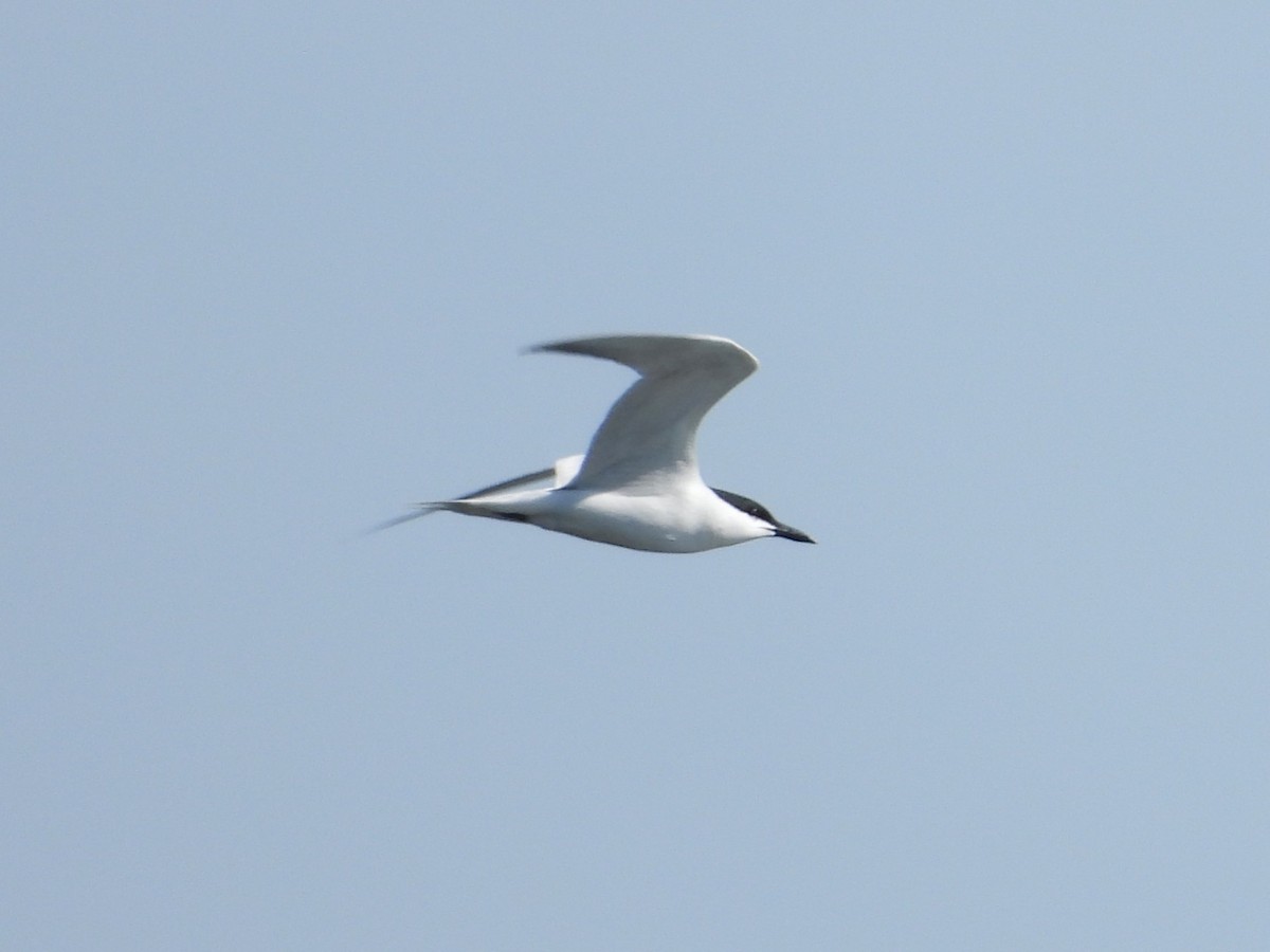 Gull-billed Tern - ML647896619