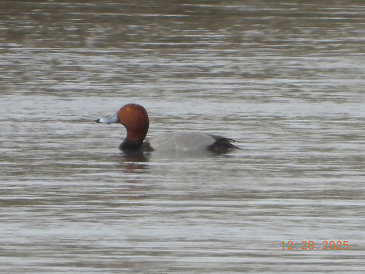 Redhead - ML647896621