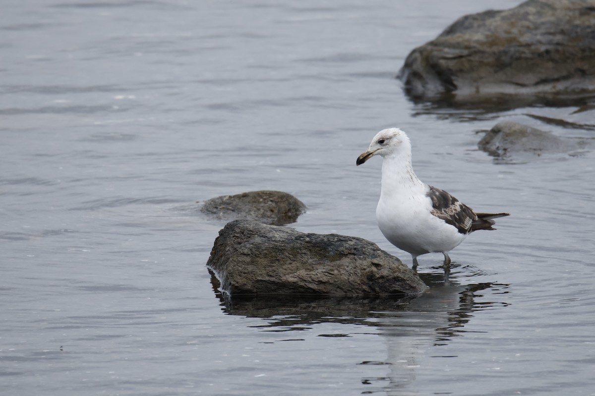 Kelp Gull - ML647896622