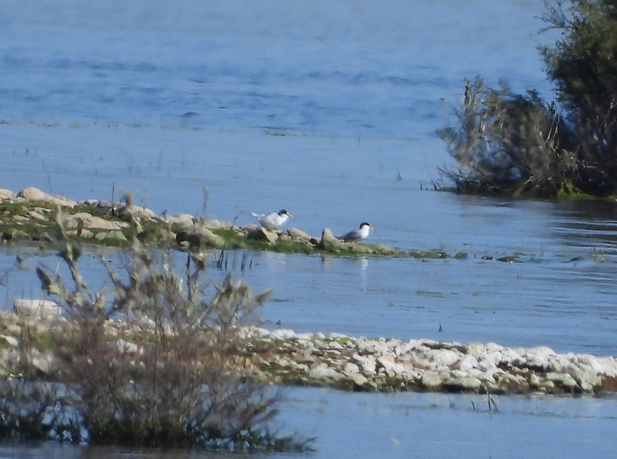 Little Tern - ML647896624