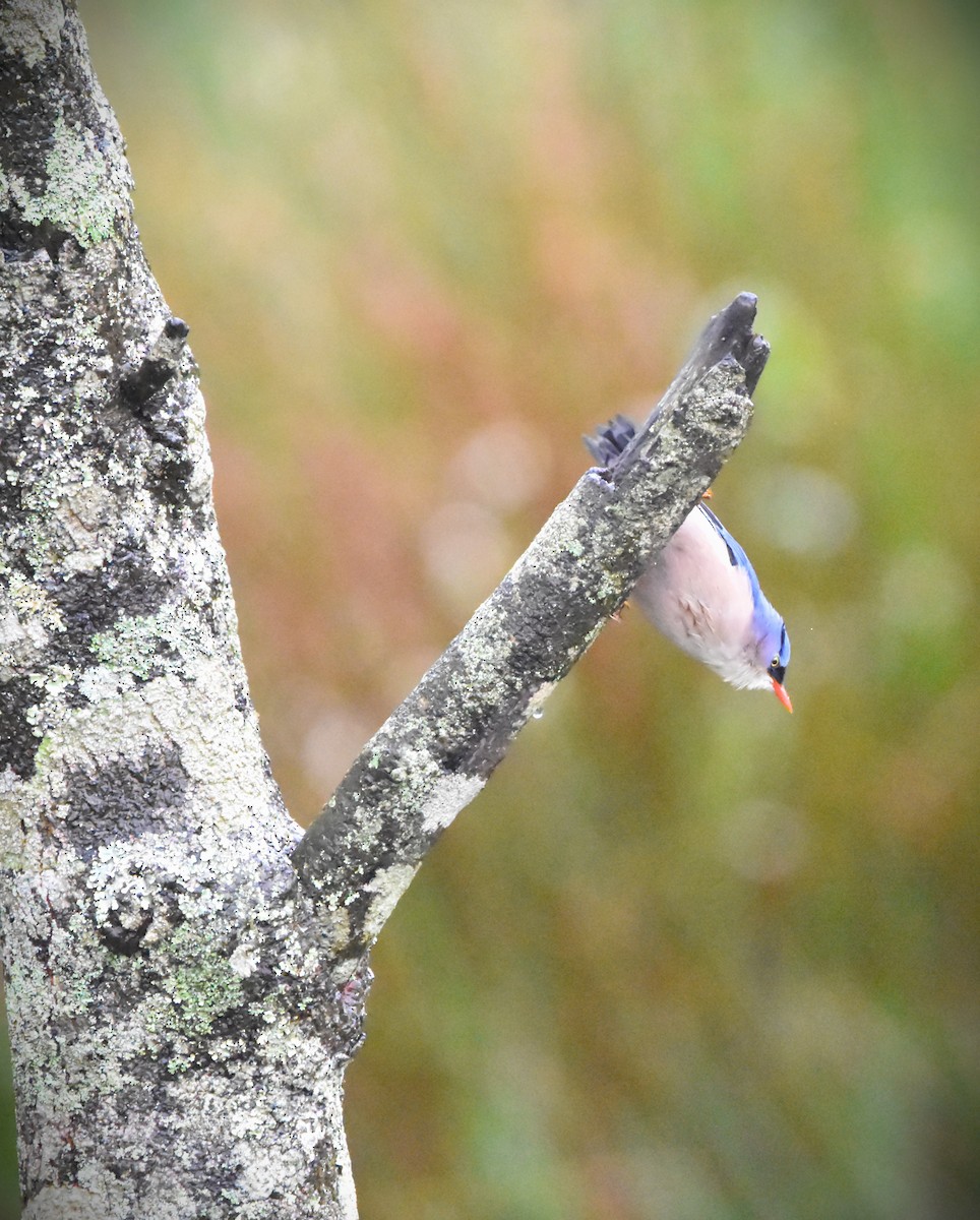 Velvet-fronted Nuthatch - ML647896625
