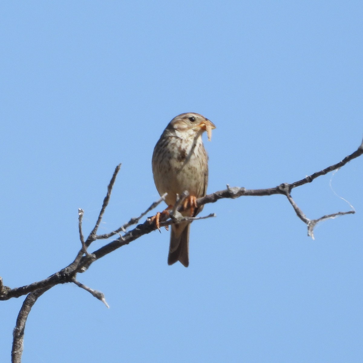Corn Bunting - ML647896626