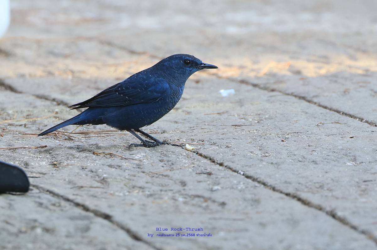 Blue Rock-Thrush - ML647896628