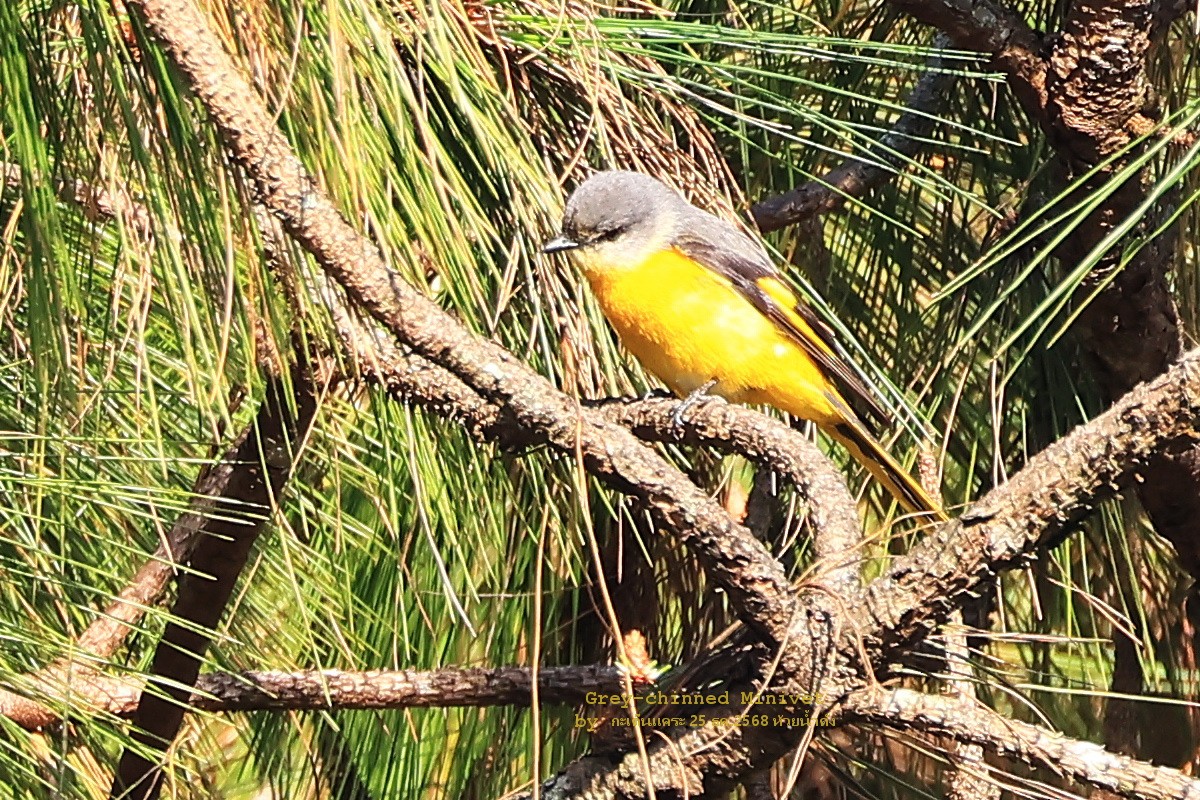 Gray-chinned Minivet - ML647896630