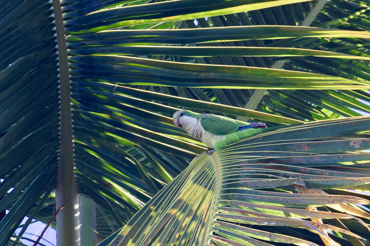 Monk Parakeet - ML647896637