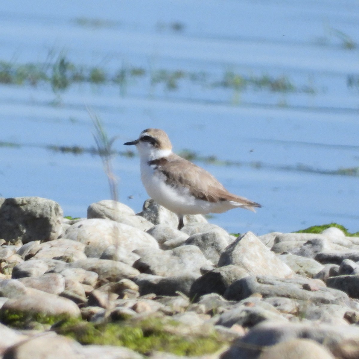 Kentish Plover - ML647896638