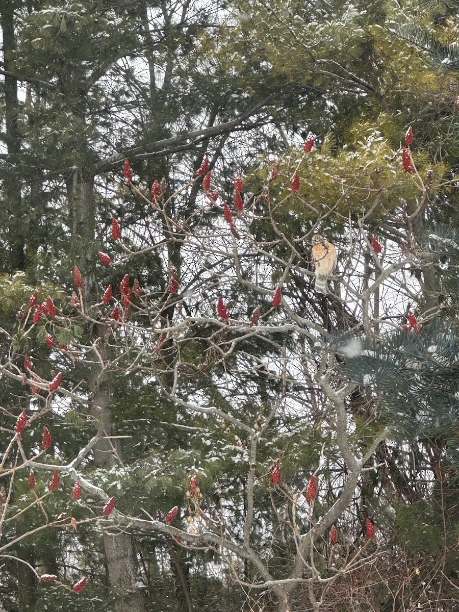 Red-shouldered Hawk - ML647896639