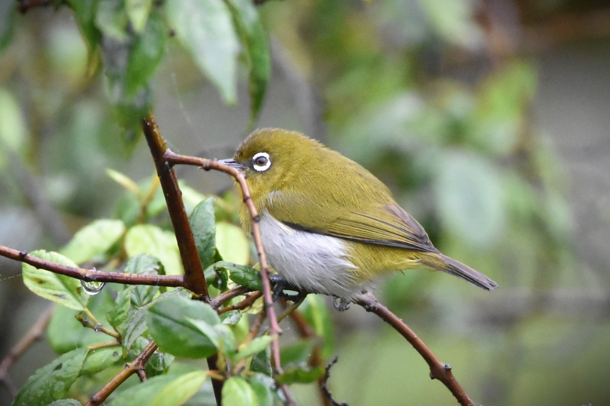 Sri Lanka White-eye - ML647896640
