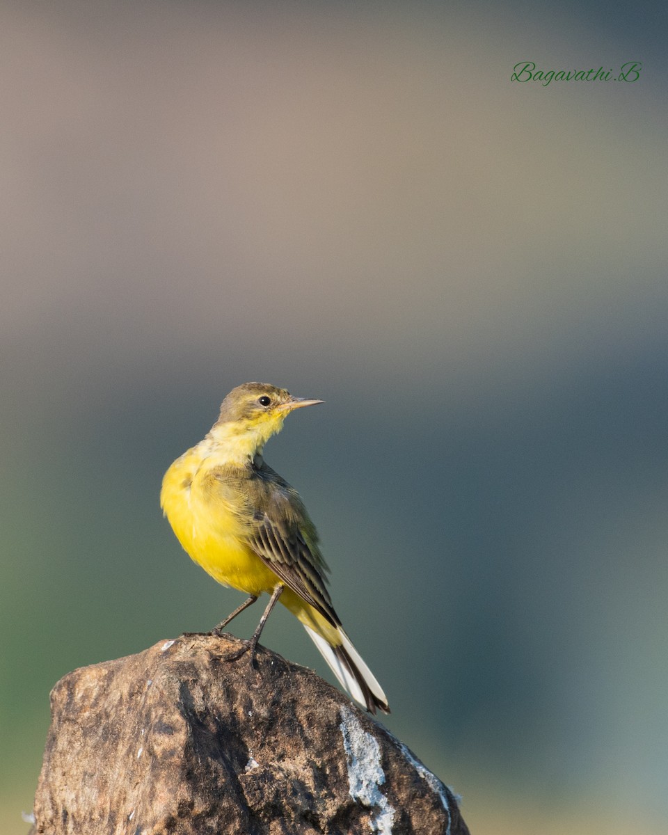 Western Yellow Wagtail - ML647896641