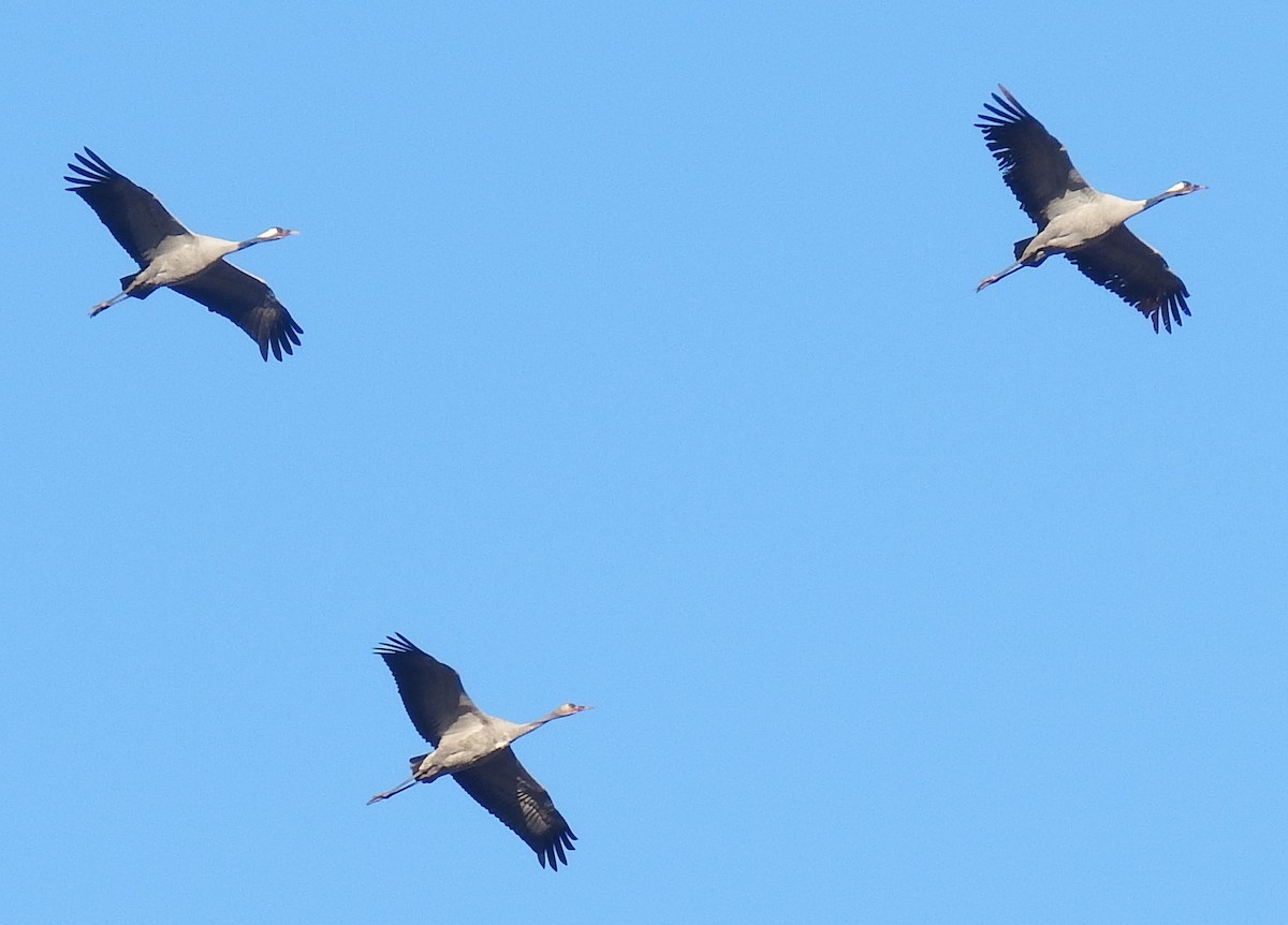 Common Crane - ML647896644