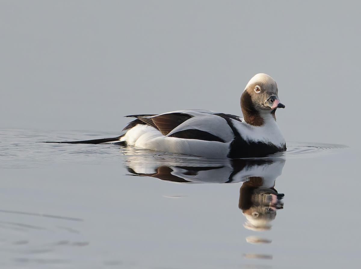Long-tailed Duck - ML647896645