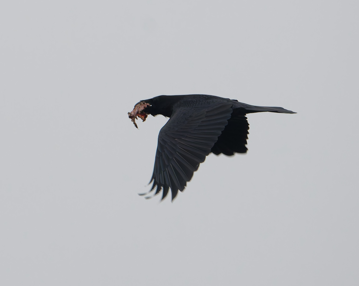 Common Raven - ML647896647