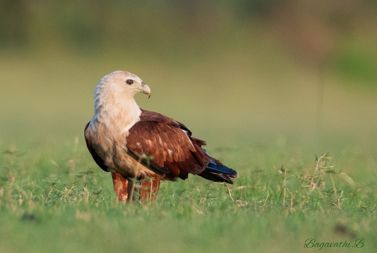 Brahminy Kite - ML647896648