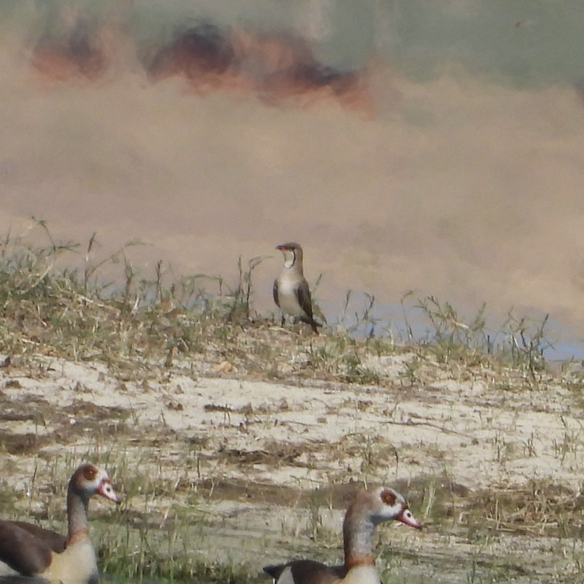 Collared Pratincole - ML647896651