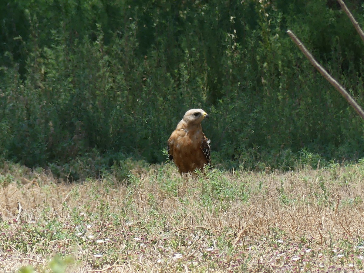 Busardo Pechirrojo - ML647896659